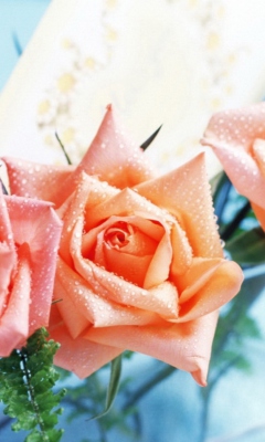 Обои Orange Roses Tenderness 240x400