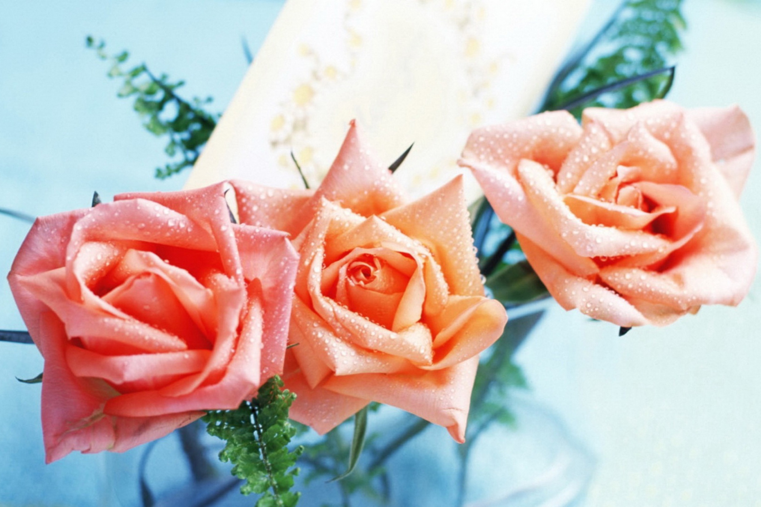 Das Orange Roses Tenderness Wallpaper 2880x1920