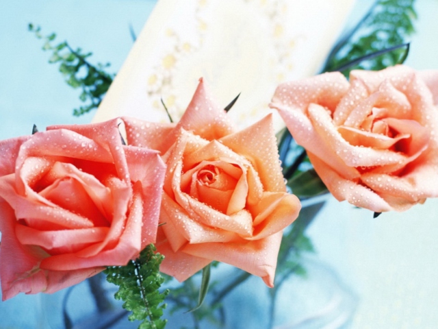 Das Orange Roses Tenderness Wallpaper 640x480
