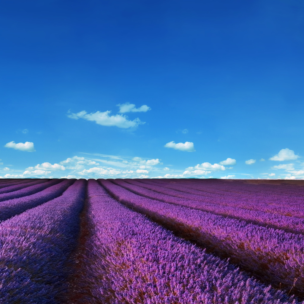 Lavender Farm wallpaper 1024x1024