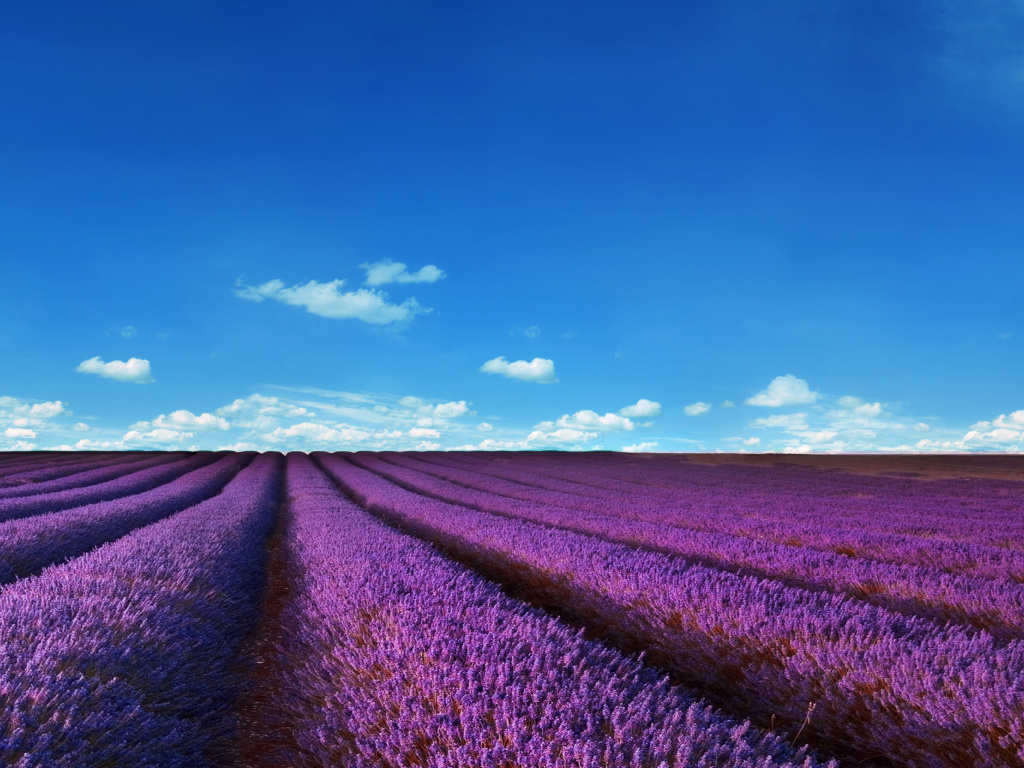 Lavender Farm wallpaper 1024x768