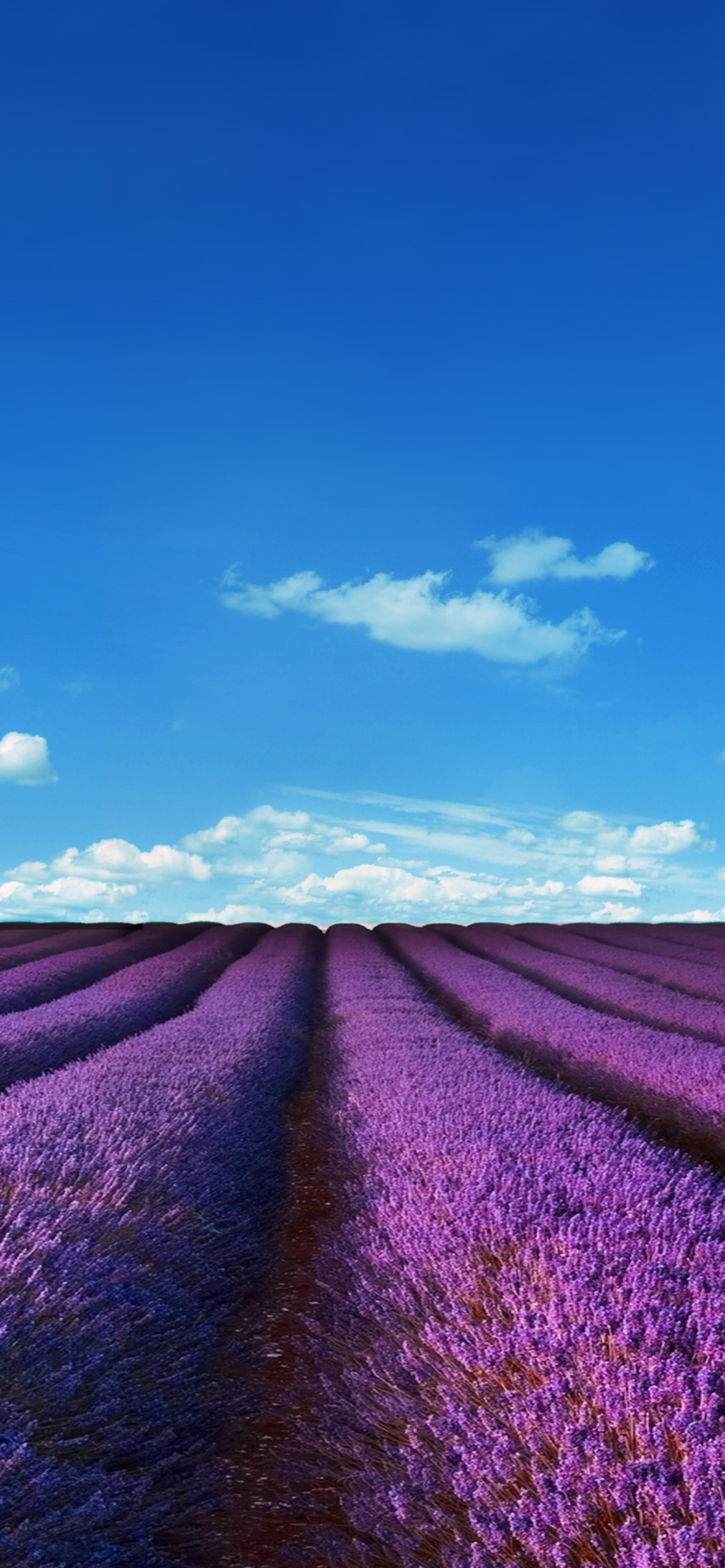 Lavender iphone 876s6 for parallax wallpapers hd desktop backgrounds  938x1668 images and pictures