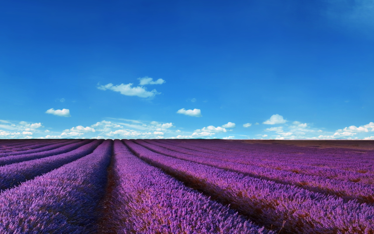 Lavender Farm wallpaper 1280x800