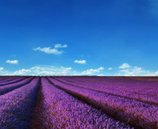 Lavender Farm wallpaper 176x144