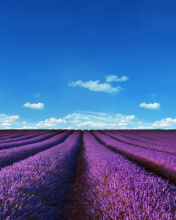 Lavender Farm wallpaper 176x220