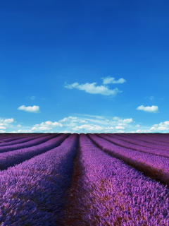 Das Lavender Farm Wallpaper 240x320