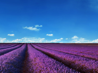 Lavender Farm wallpaper 320x240