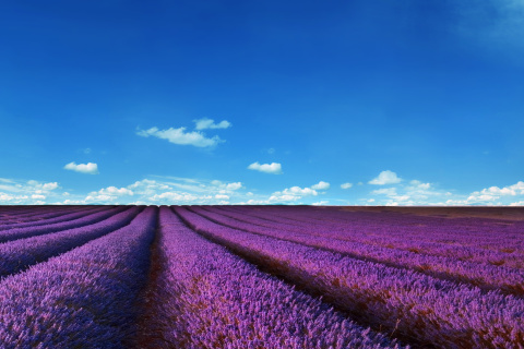 Lavender Farm wallpaper 480x320