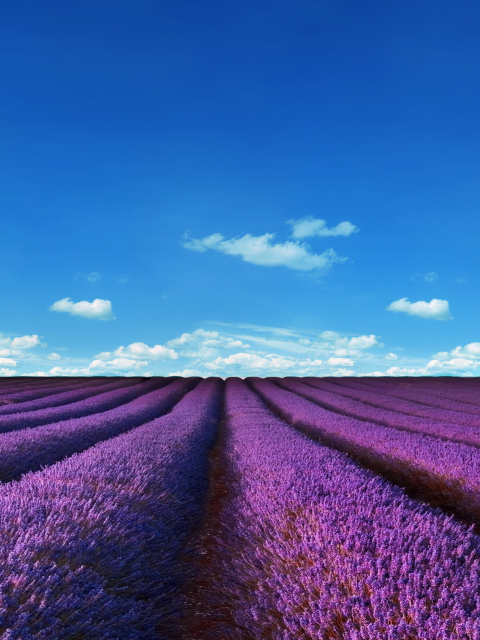 Lavender Farm screenshot #1 480x640