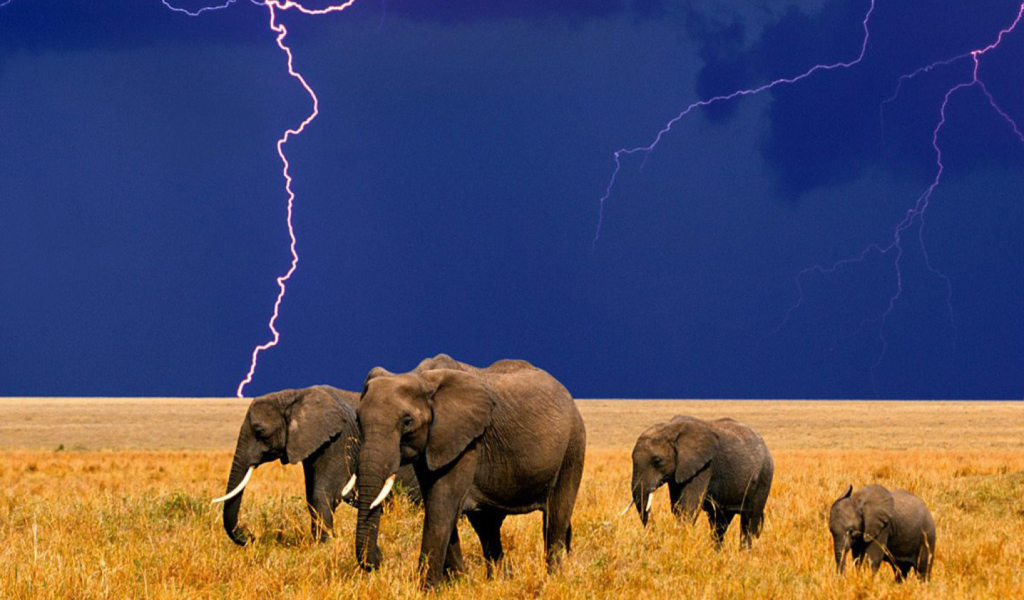 Screenshot №1 pro téma African Elephants 1024x600