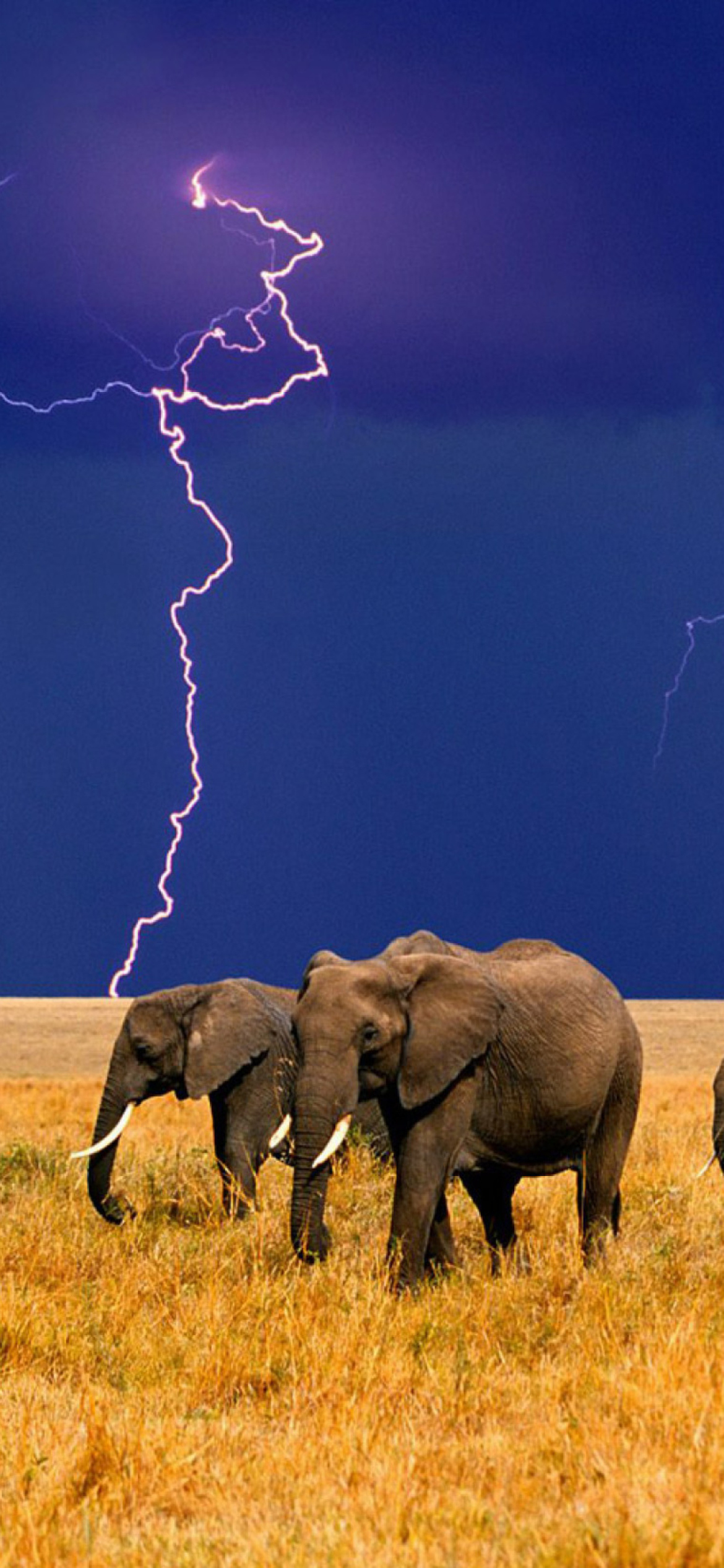 Fondo de pantalla African Elephants 1170x2532