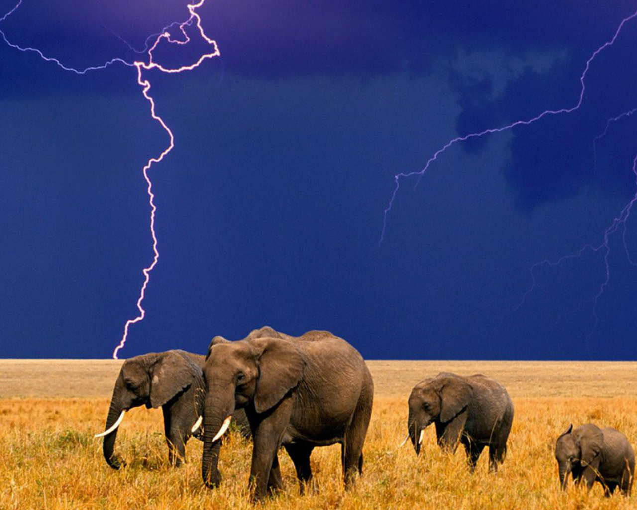 Обои African Elephants 1280x1024