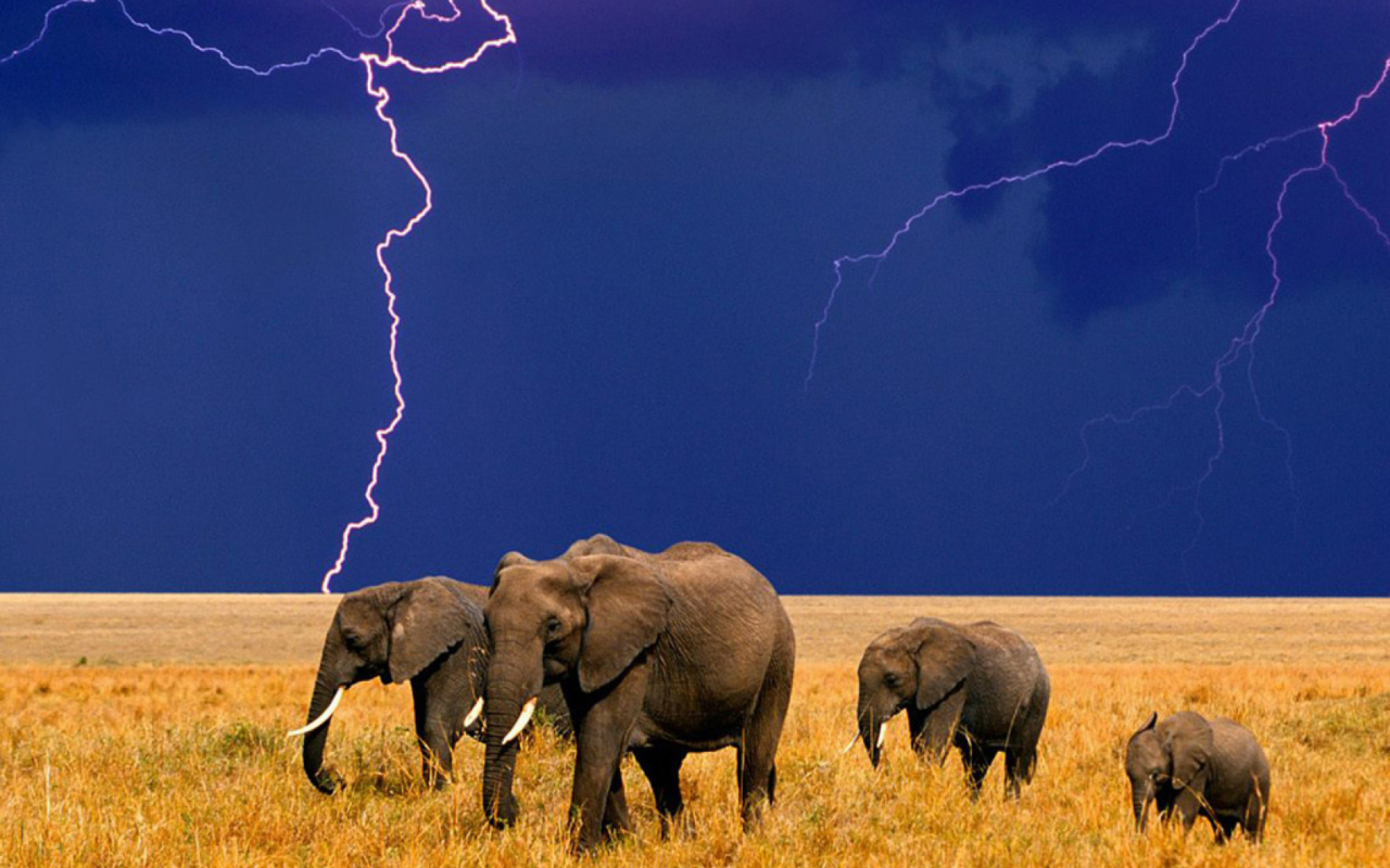Sfondi African Elephants 1280x800