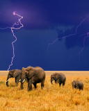 Fondo de pantalla African Elephants 128x160