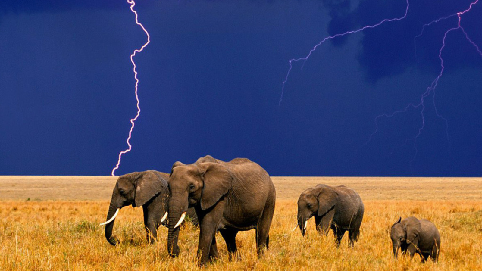 African Elephants screenshot #1 1600x900