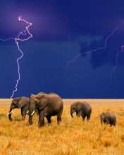 Обои African Elephants 176x220