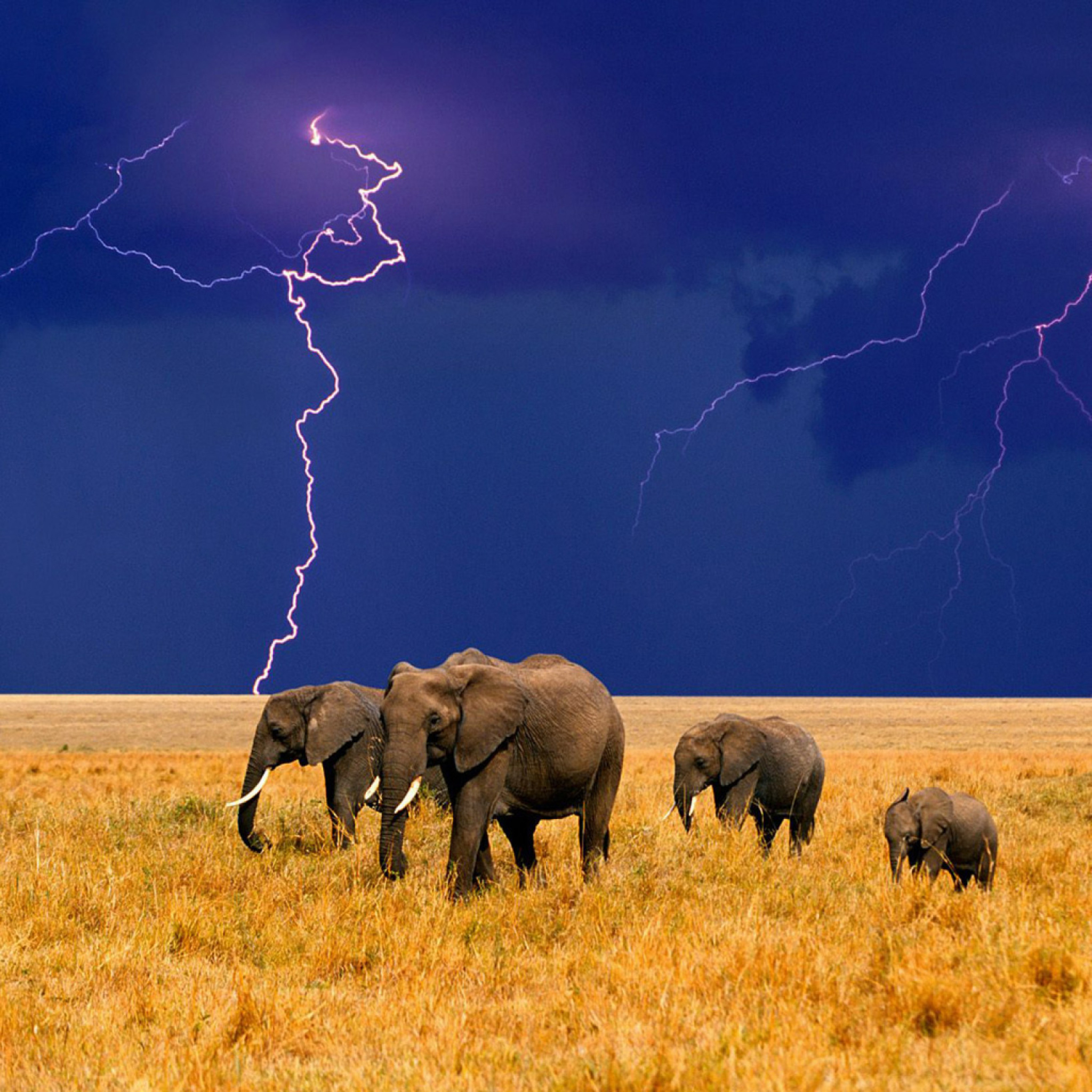 Sfondi African Elephants 2048x2048