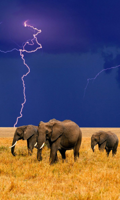 Sfondi African Elephants 240x400