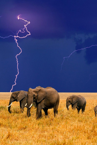 Fondo de pantalla African Elephants 320x480