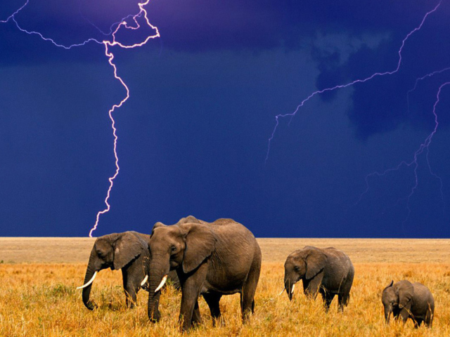 Das African Elephants Wallpaper 640x480