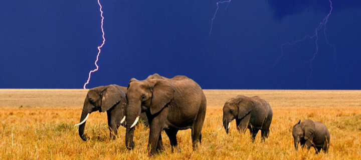 Das African Elephants Wallpaper 720x320