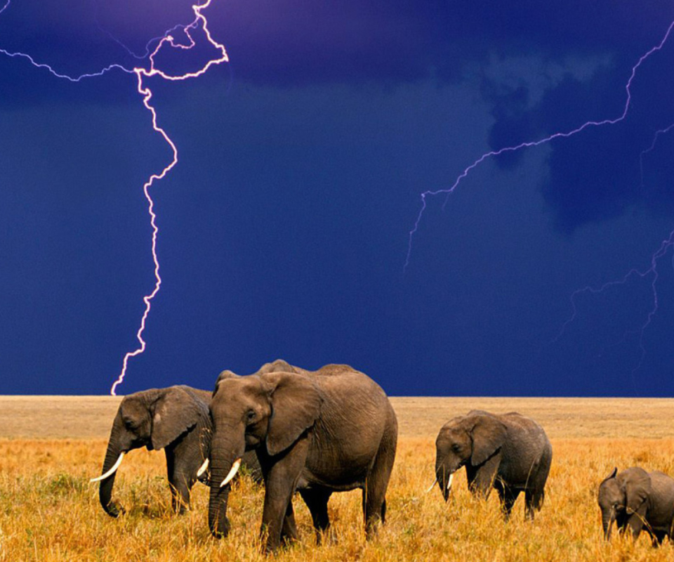 Fondo de pantalla African Elephants 960x800