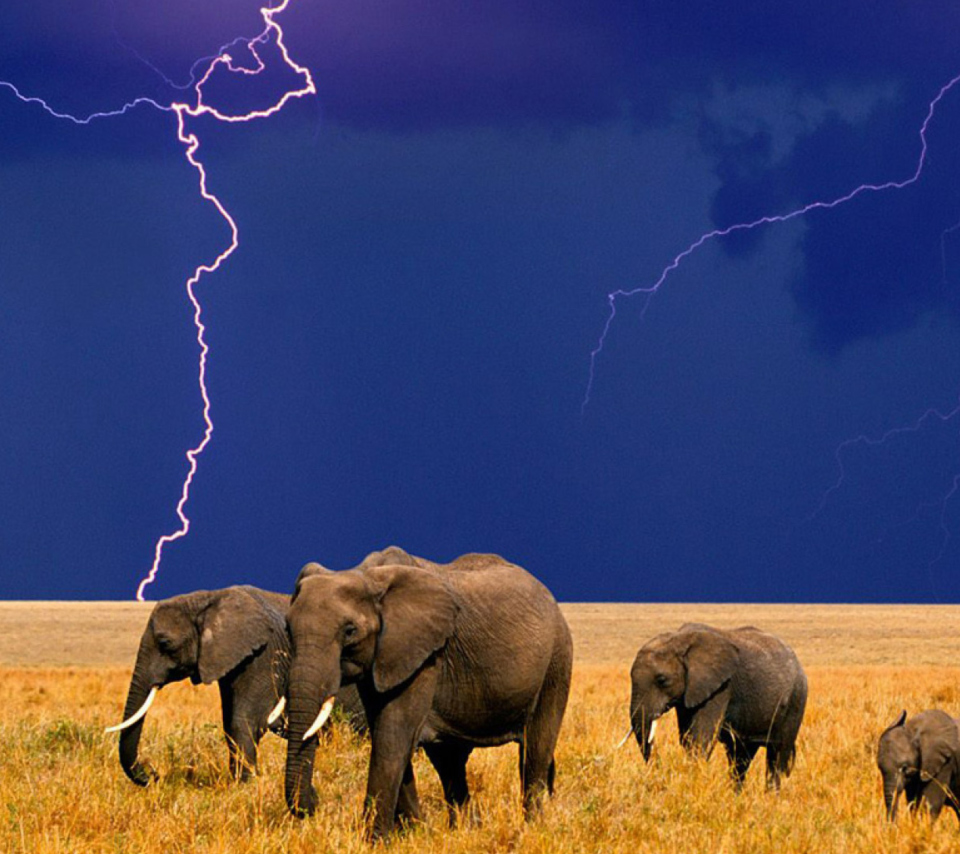 Das African Elephants Wallpaper 960x854