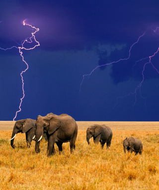 African Elephants papel de parede para celular para iPhone 4S