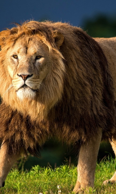 King Of Jungle screenshot #1 240x400