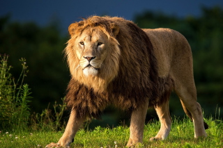 King Of Jungle Background for Android, iPhone and iPad
