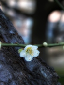 First Plum Blossom screenshot #1 132x176