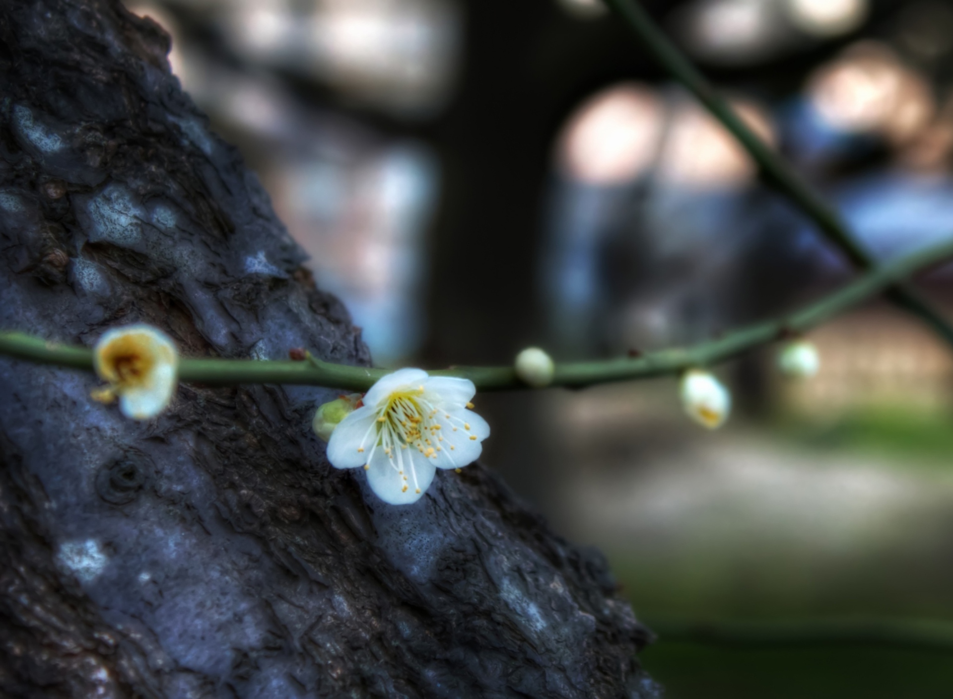 First Plum Blossom screenshot #1 1920x1408