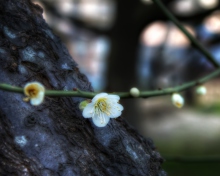 Sfondi First Plum Blossom 220x176