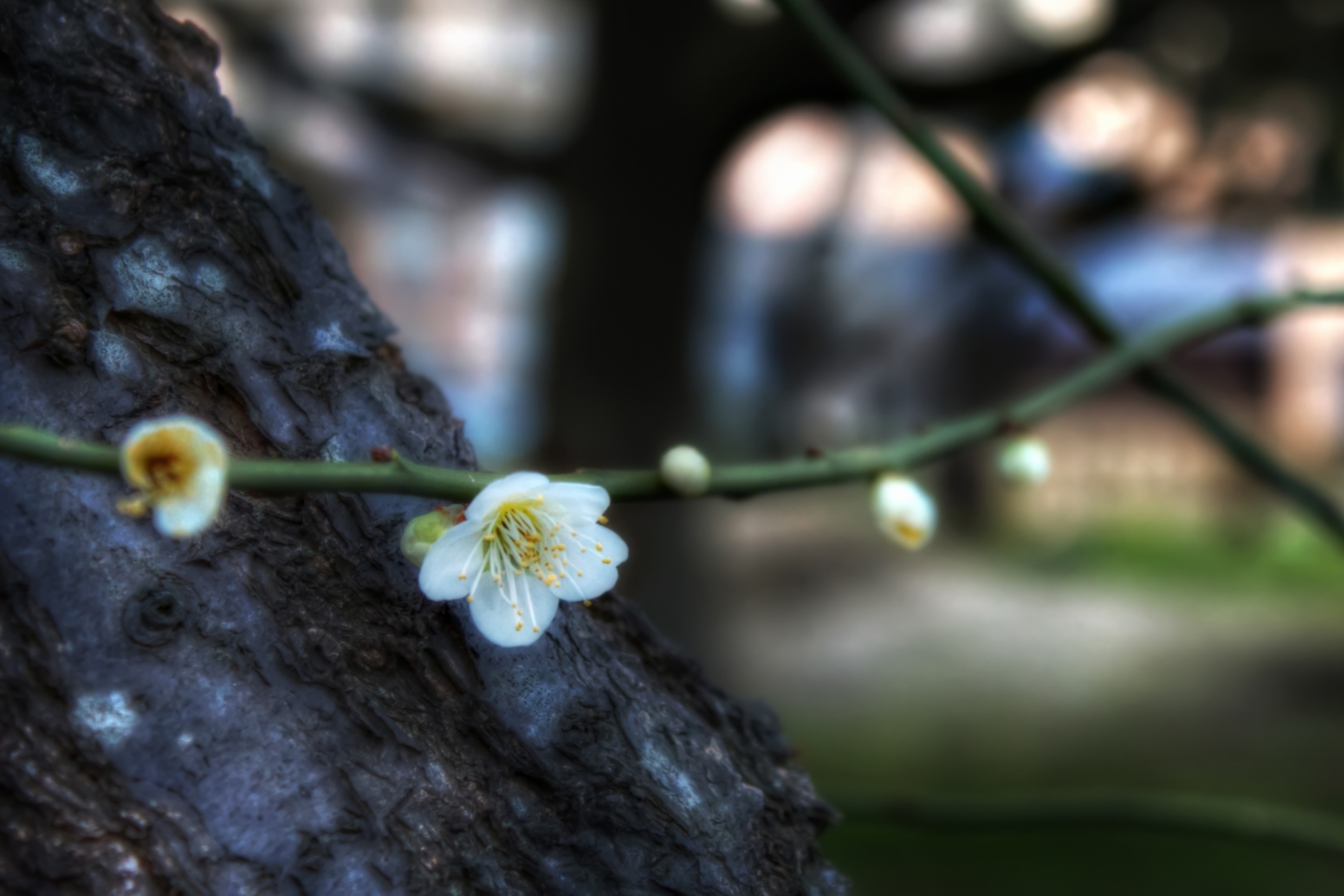 First Plum Blossom wallpaper 2880x1920