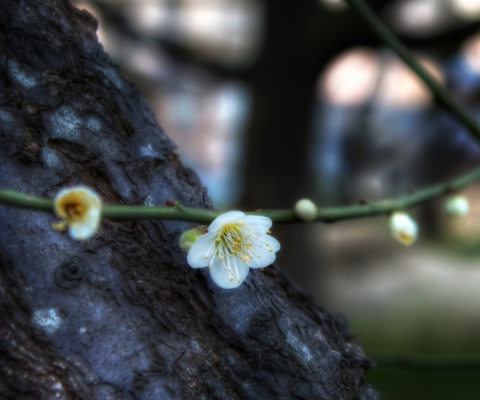 Fondo de pantalla First Plum Blossom 480x400