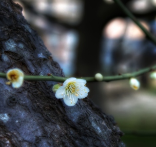 Free First Plum Blossom Picture for 1024x1024
