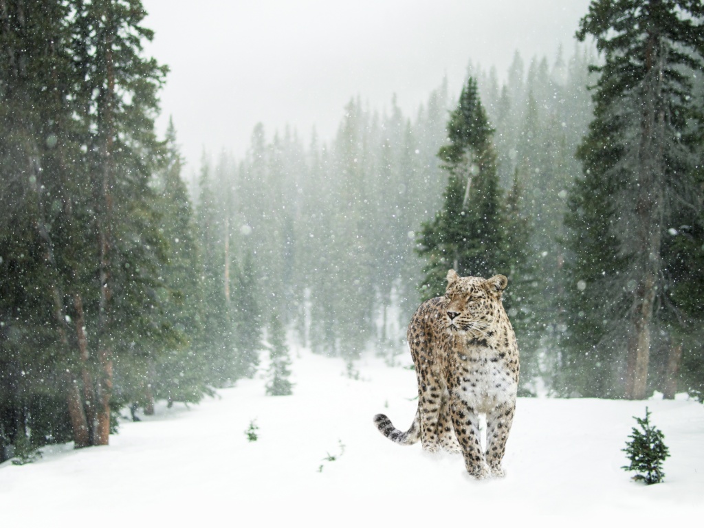 Sfondi Persian leopard in snow 1024x768