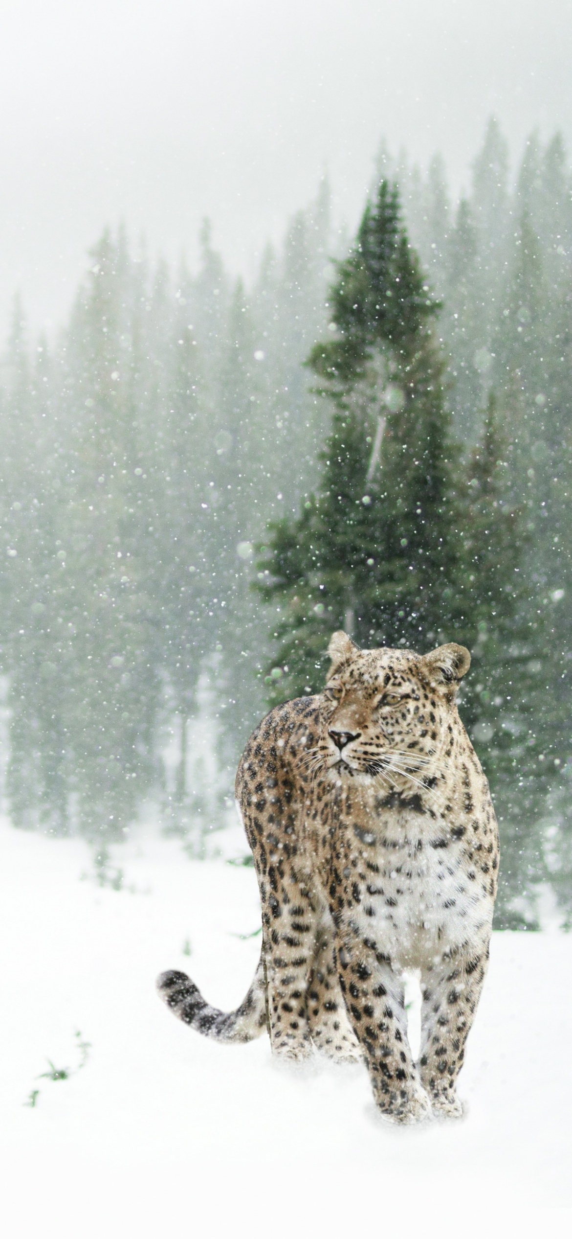Persian leopard in snow wallpaper 1170x2532