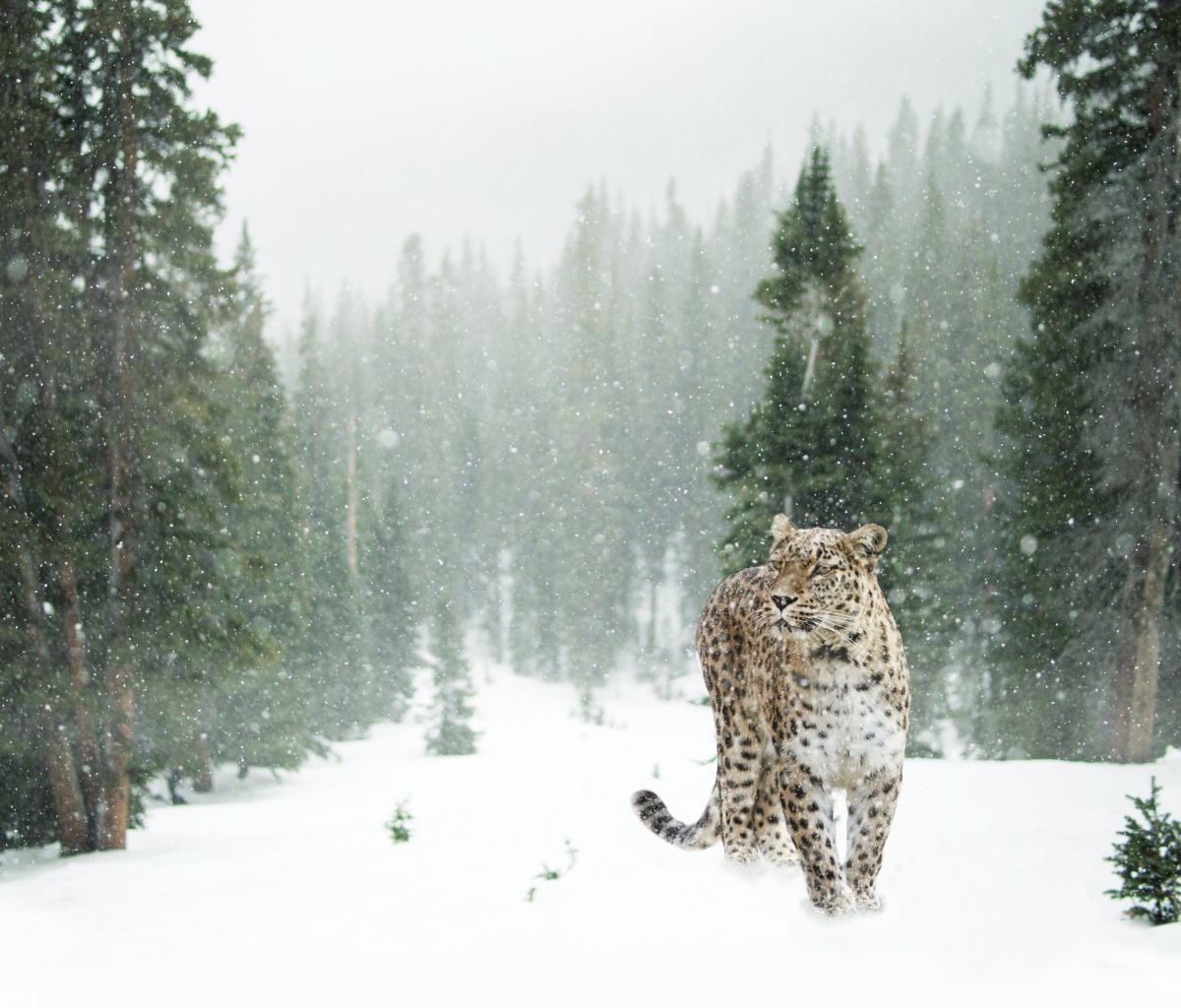 Persian leopard in snow wallpaper 1200x1024