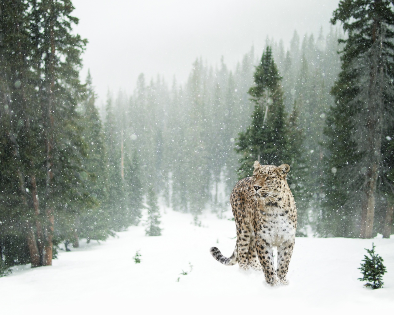 Persian leopard in snow wallpaper 1280x1024
