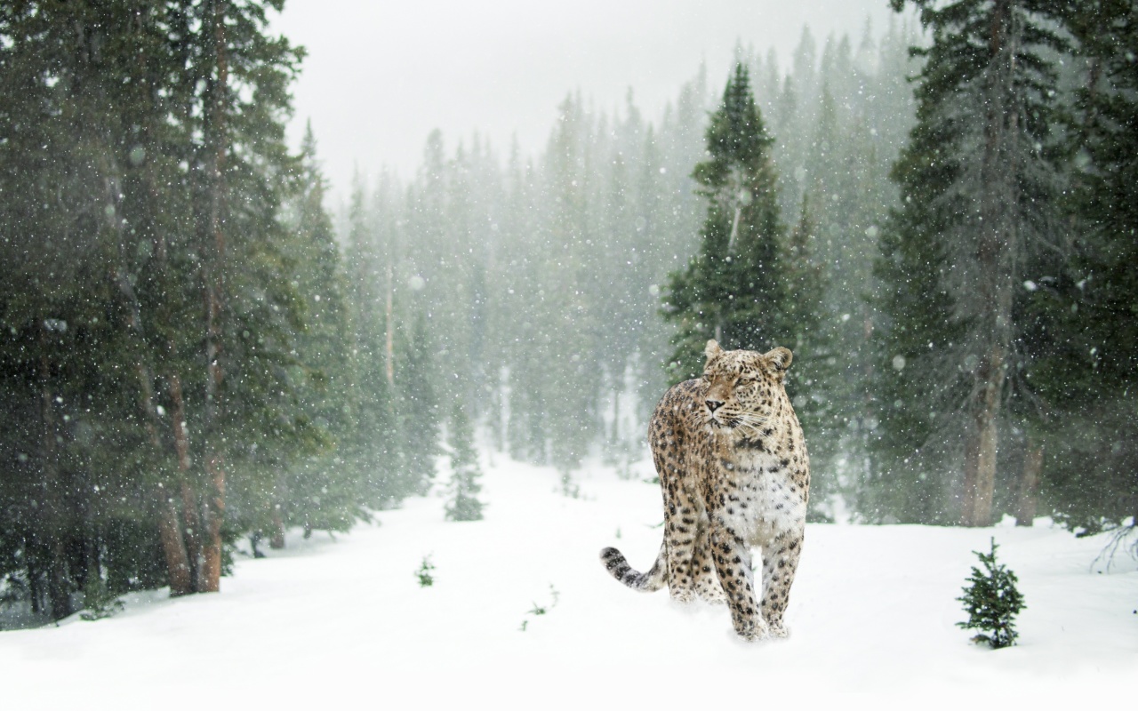 Persian leopard in snow wallpaper 1280x800
