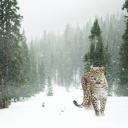 Обои Persian leopard in snow 128x128