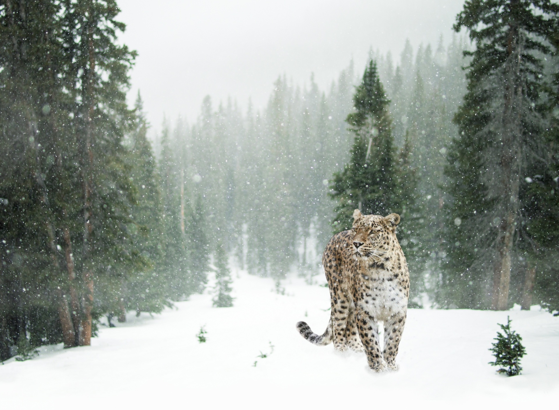 Persian leopard in snow wallpaper 1920x1408