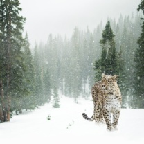 Persian leopard in snow wallpaper 208x208