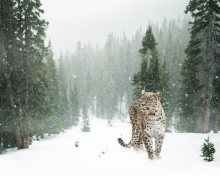 Fondo de pantalla Persian leopard in snow 220x176