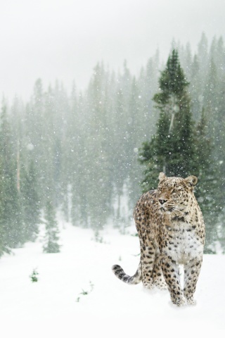 Persian leopard in snow wallpaper 320x480