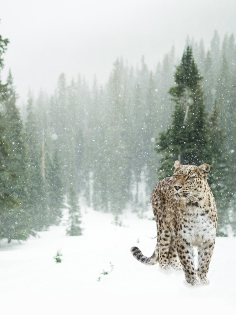 Обои Persian leopard in snow 480x640