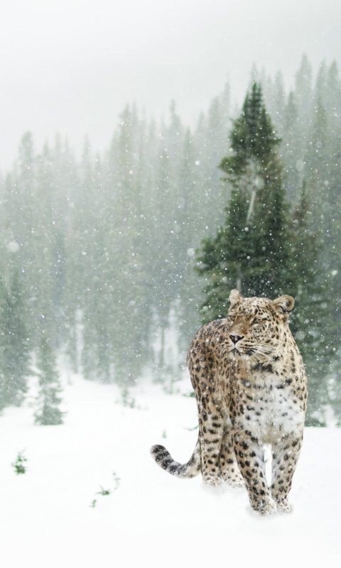 Sfondi Persian leopard in snow 480x800