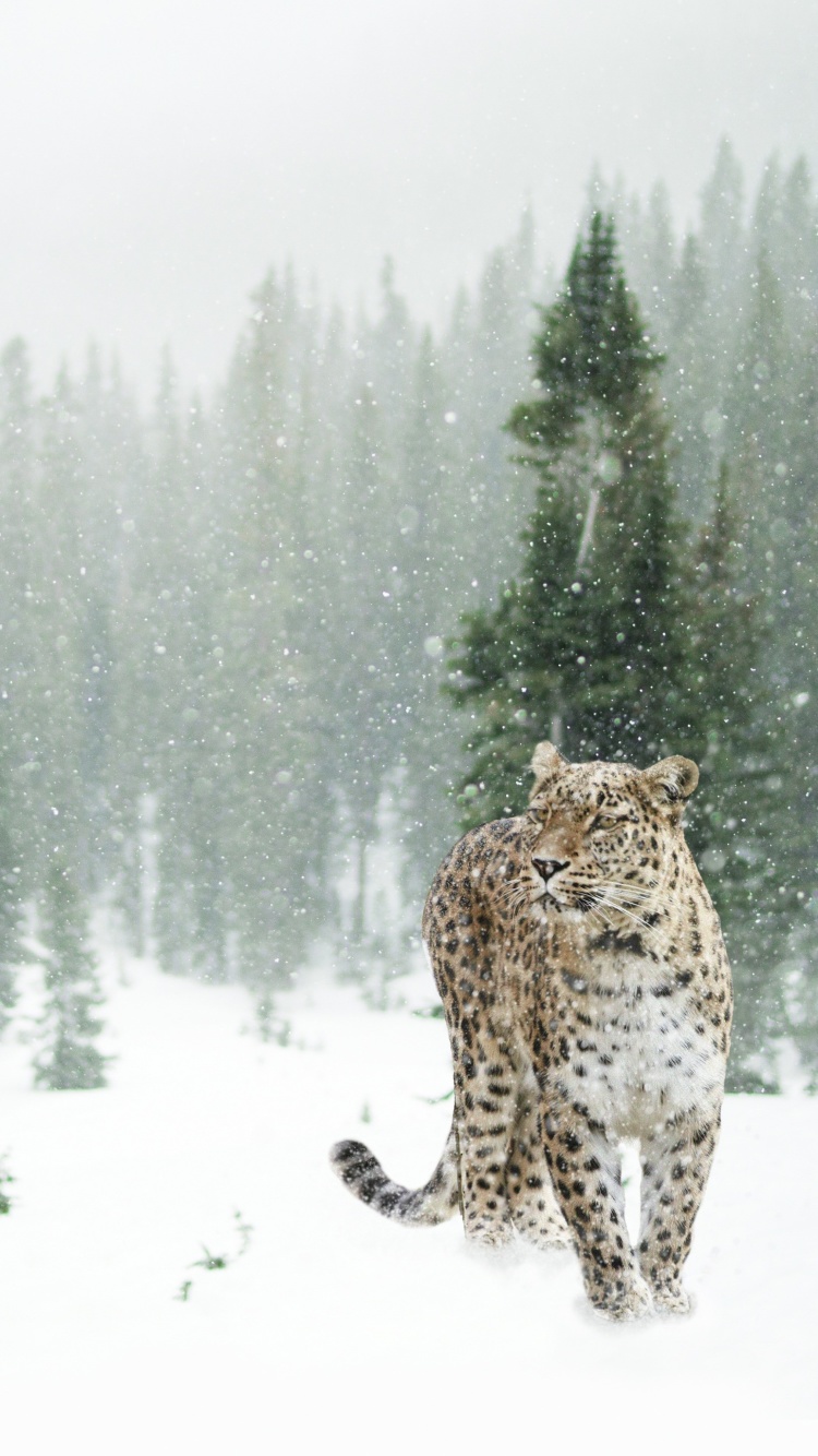 Persian leopard in snow wallpaper 750x1334