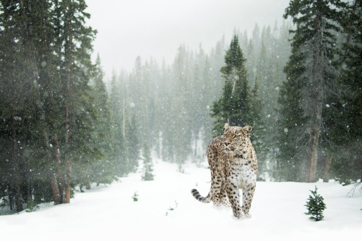 Persian leopard in snow wallpaper